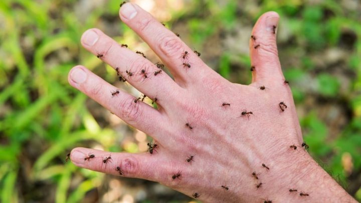 exterminateur-fourmis-1280x720