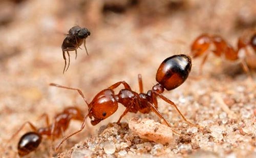 hormigas-coloradas