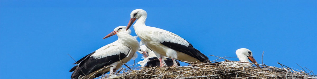cigüeñas diamantes