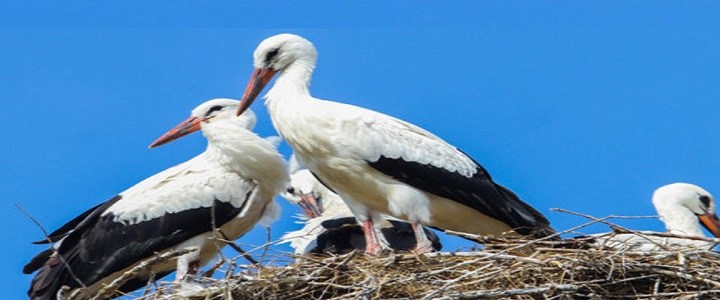 cigüeñas diamantes