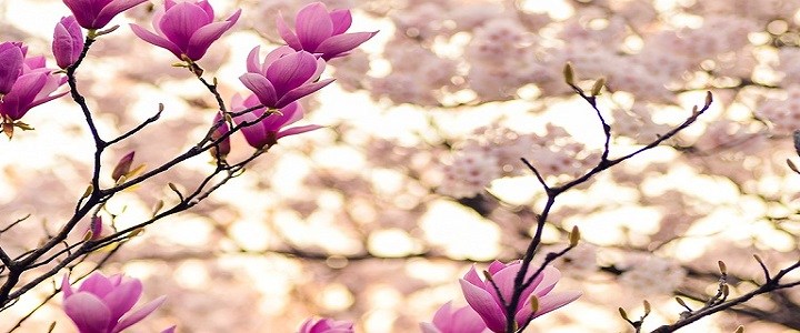 magnolios
