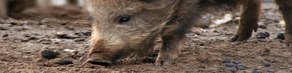 trufas para el comisario