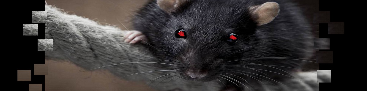 la invasión de las ratas