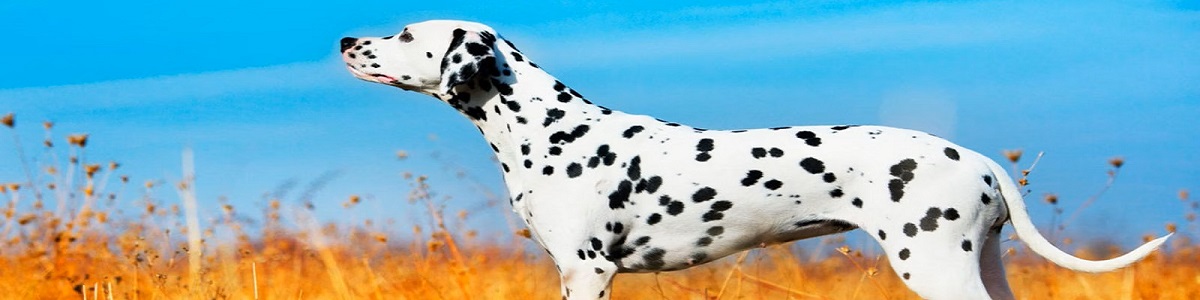 la gran serpiente - pierre lemaitre