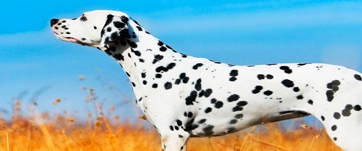 la gran serpiente - pierre lemaitre